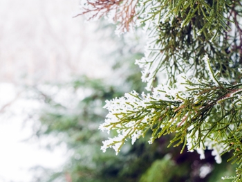 Вывоз снега с придомовой территории